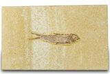 Detailed Fossil Fish (Knightia) - Wyoming #318597-1